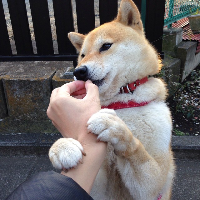 NBA加强赛场安全措施,保障比赛秩序,nba比赛如何安排