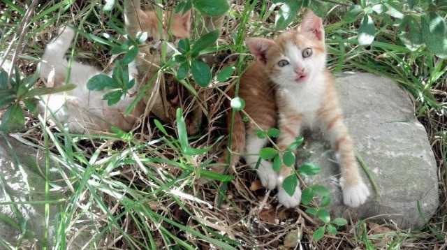 NBA历史数据更新，詹姆斯助攻数升至历史第四，詹姆斯总助攻数